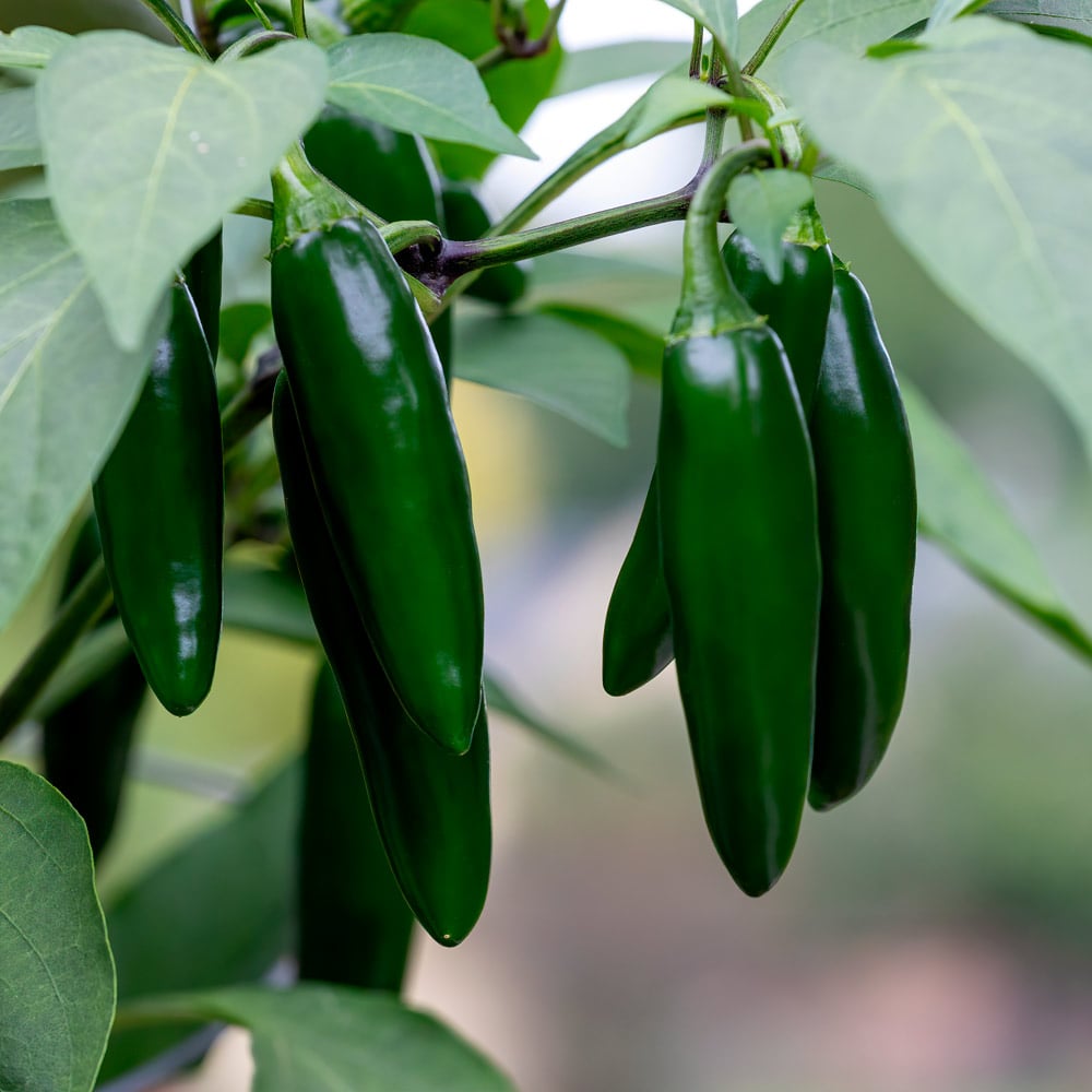 Pepper 'Jalafuego'