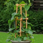  Cucumber 'Patio Snacker'