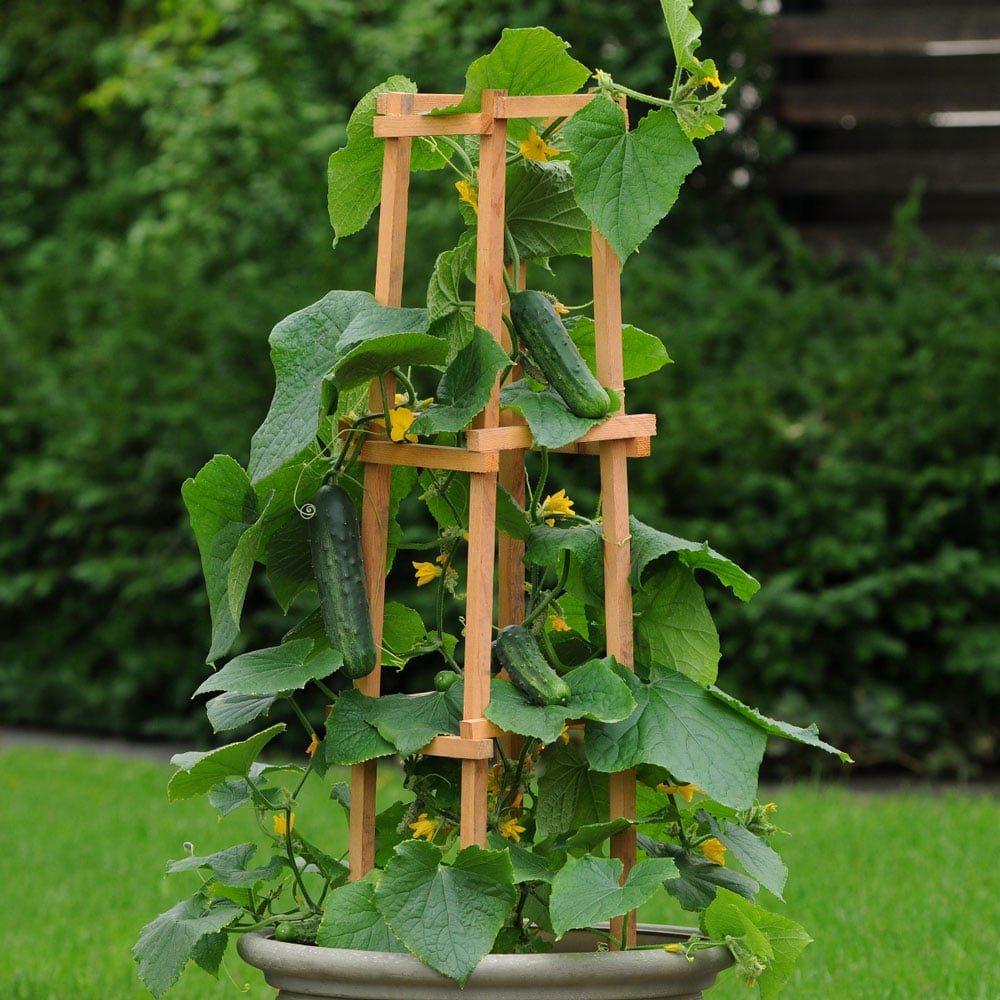 Cucumber 'Patio Snacker'