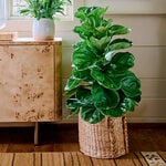  Fiddle-Leaf Fig