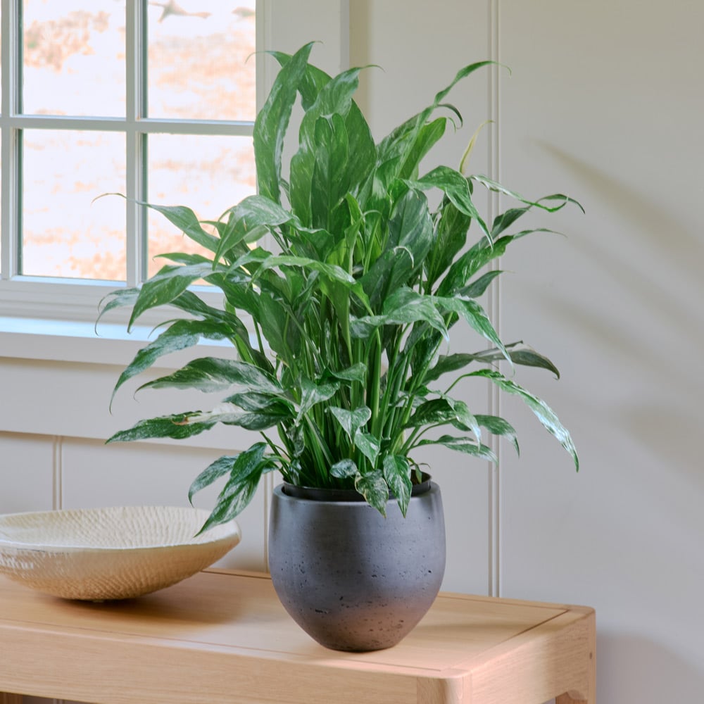 Peace Lily 'Domino'