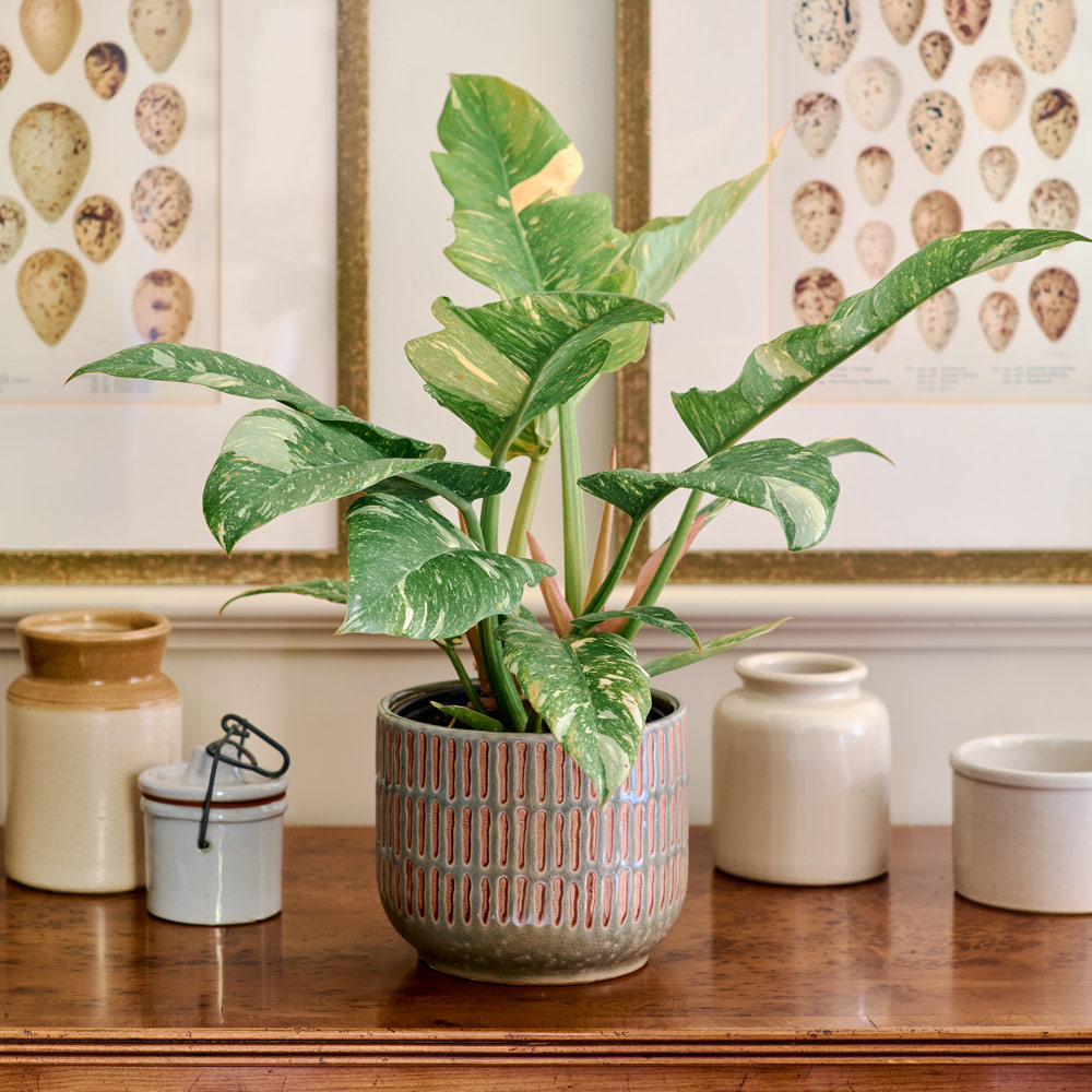 Philodendron 'Ring of Fire'