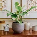  Philodendron 'Ring of Fire'