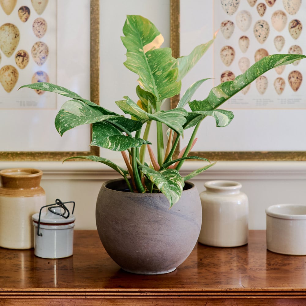 Philodendron 'Ring of Fire'