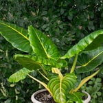  Alocasia 'Lutea'