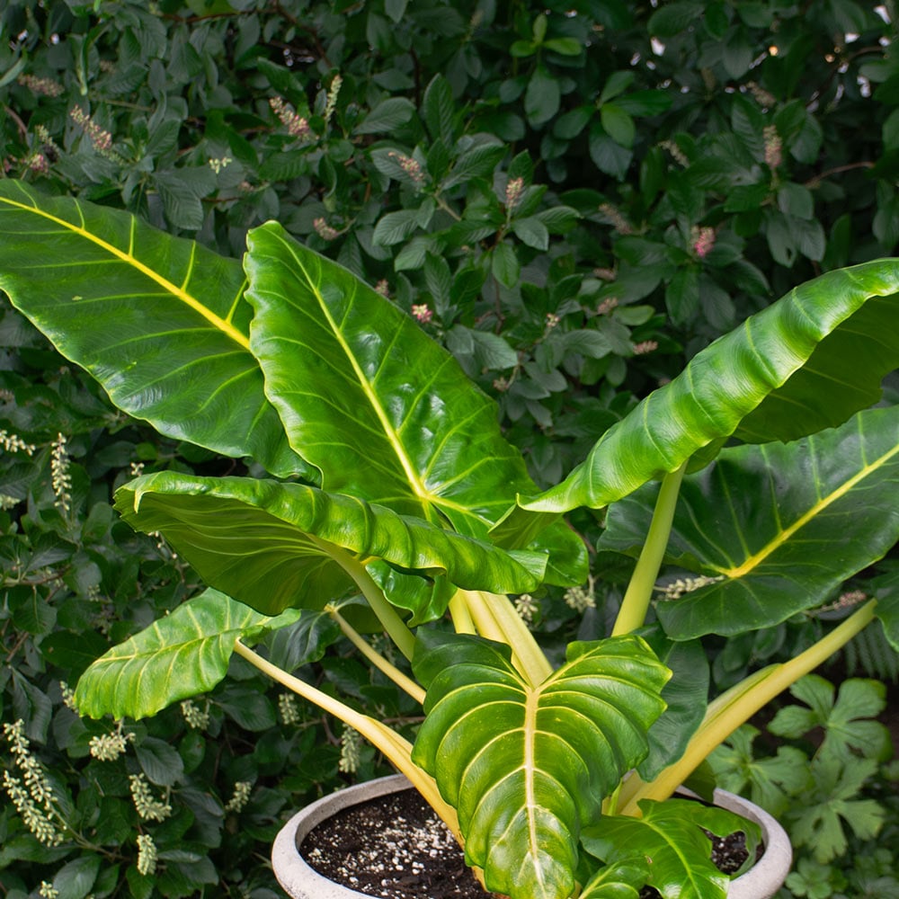 Alocasia 'Lutea'