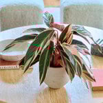  Stromanthe 'Triostar'