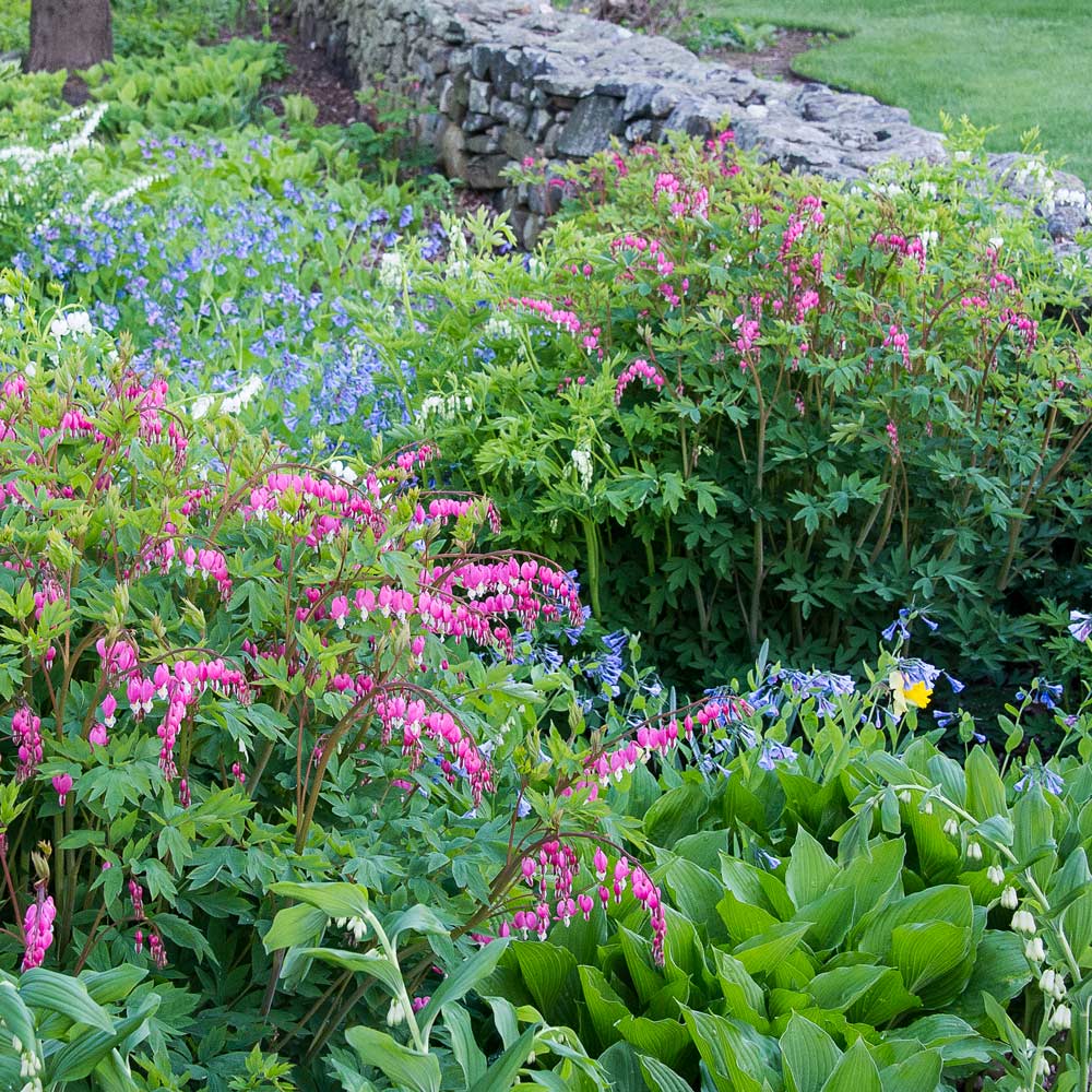 Shady Lane Garden