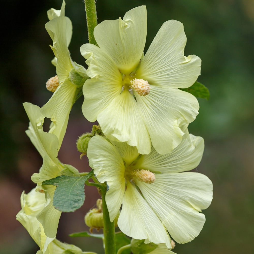 Alcea rugosa