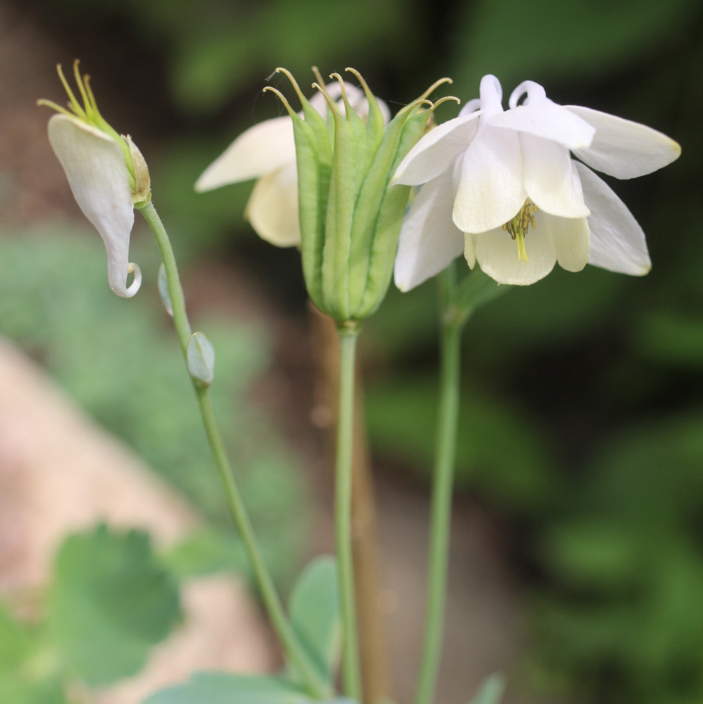 Aquilegia flabellata var. pumila f. alba