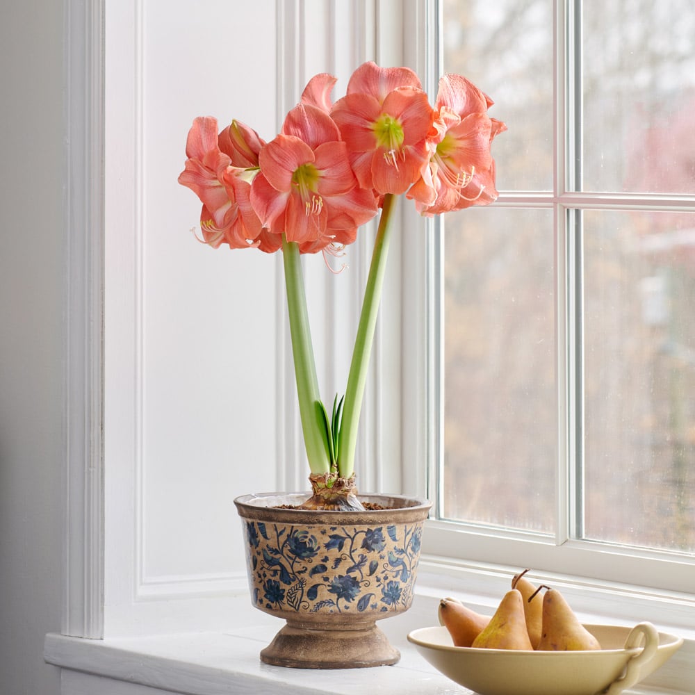 Amaryllis 'Rosalie,' one bulb with Delft Blue Floral Pedestal cachepot Kit