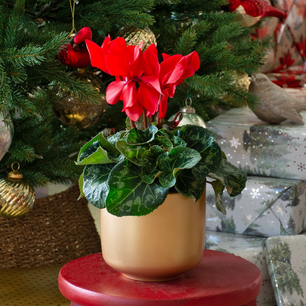Cyclamen Halios® Bright Scarlet in gold-toned ceramic cachepot