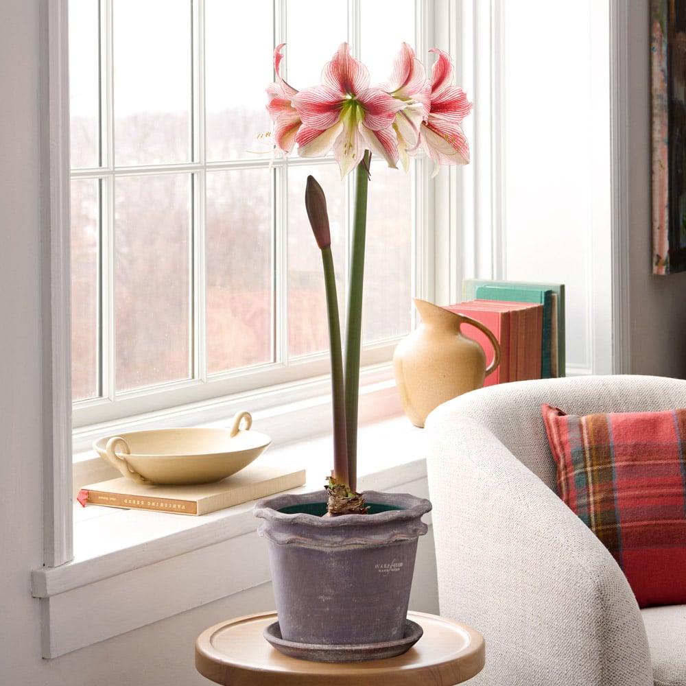 Amaryllis 'Glee'
