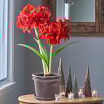  Amaryllis ‘Red Toro’