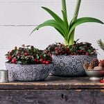  Etched Chrysanthemum Ceramic Bowl 