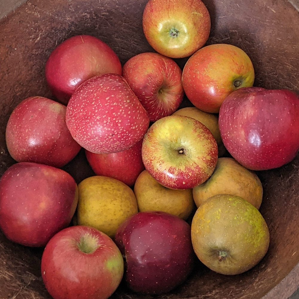Hidden Gem Heirloom Apples - Standard Shipping Included 
