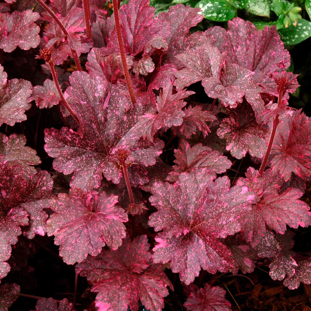 Heuchera 'Midnight Rose'