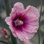  Alcea rosea 'Halo Apricot'