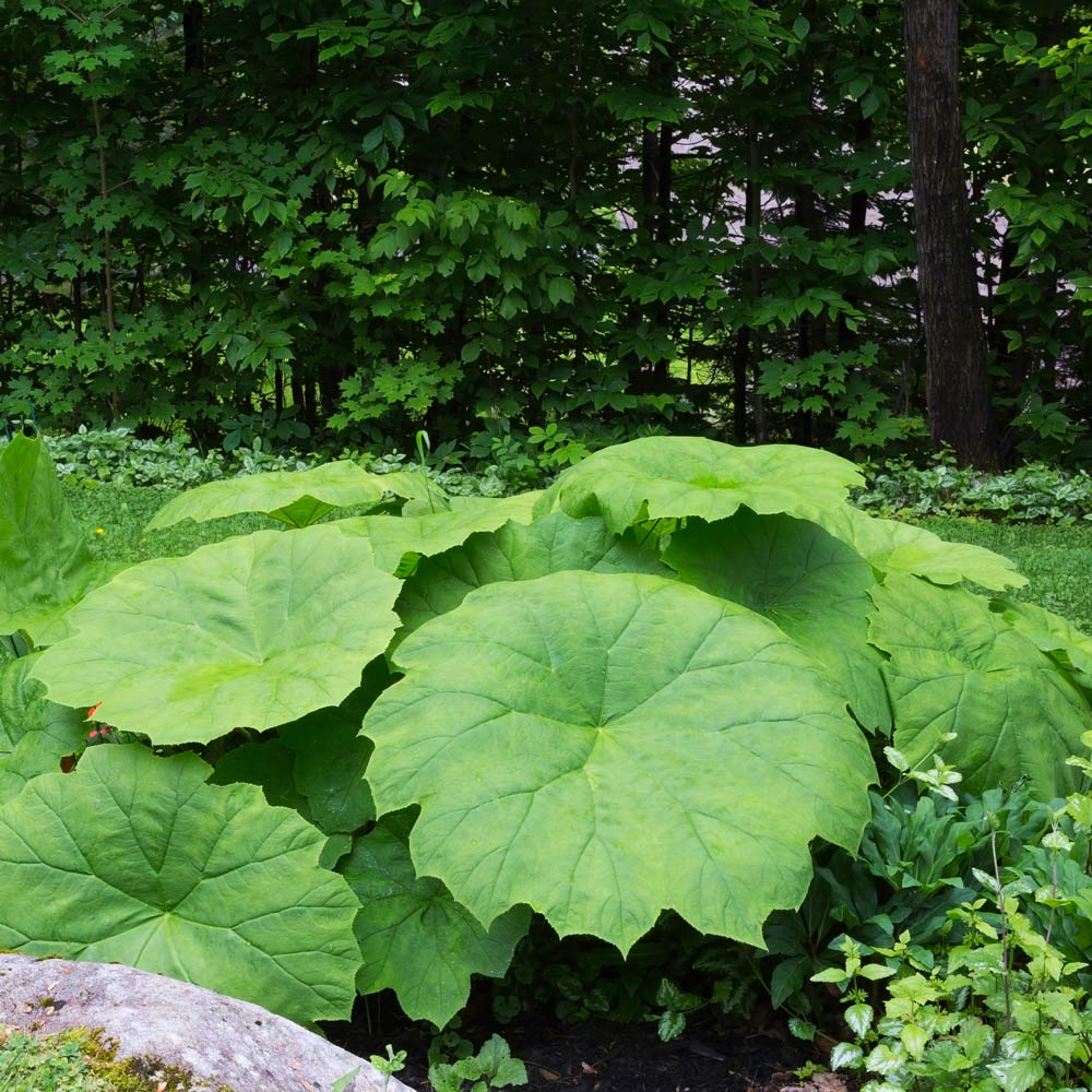 Astilboides Tabularis: The Giant Shield Plant