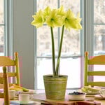  Amaryllis 'Yellow Star'