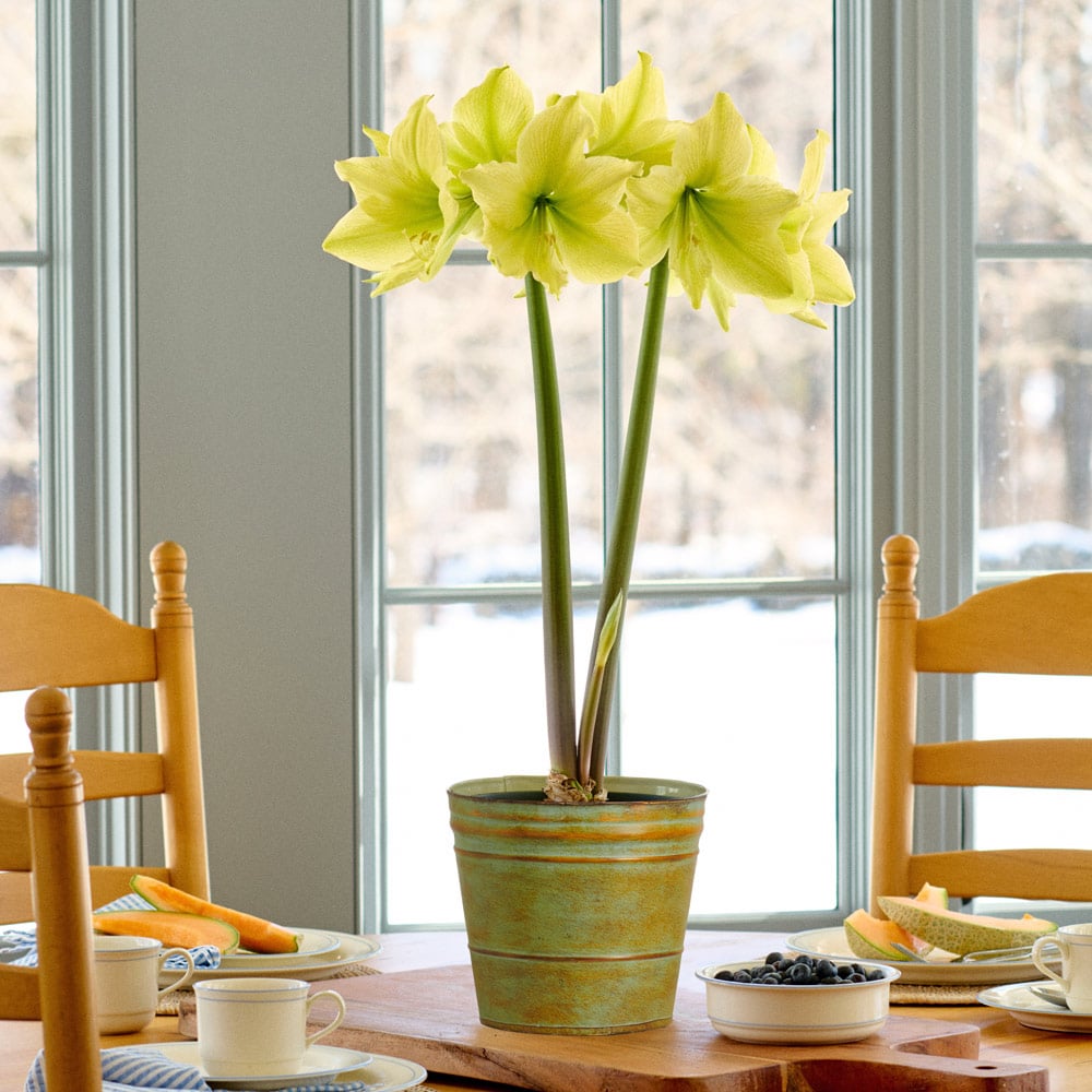 Amaryllis 'Yellow Star'