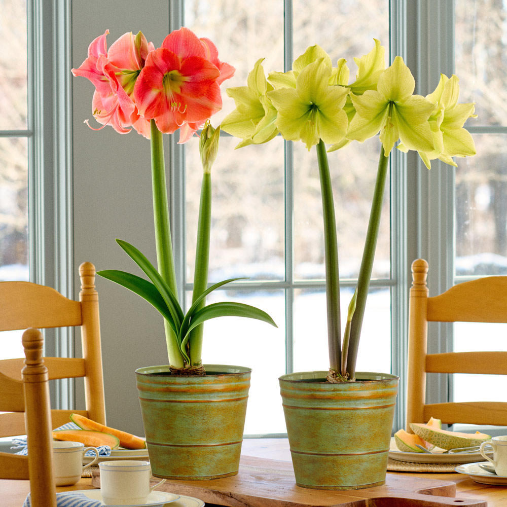 Caribbean Colors Amaryllis Duo