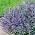 Catmint