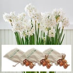 Paperwhites in Linen Bags to 3 Different Addresses - Standard Shipping Included