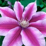  Clematis Poseidon™ Boulevard®