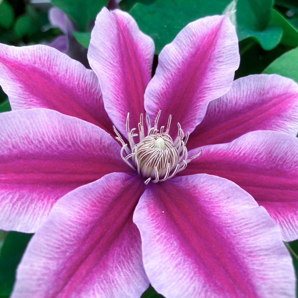 Clematis Poseidon™ Boulevard®