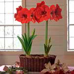 Customer-Favorite Amaryllis