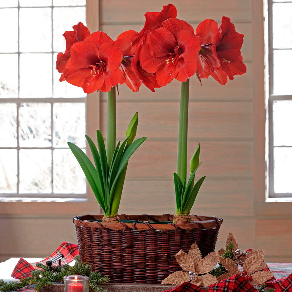Customer-Favorite Amaryllis
