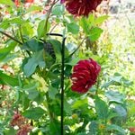  Leaf Plant Stake