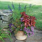  Flying Carpet Container Garden