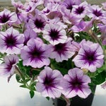  Petunia Surfinia® Heavenly Amethyst Burst