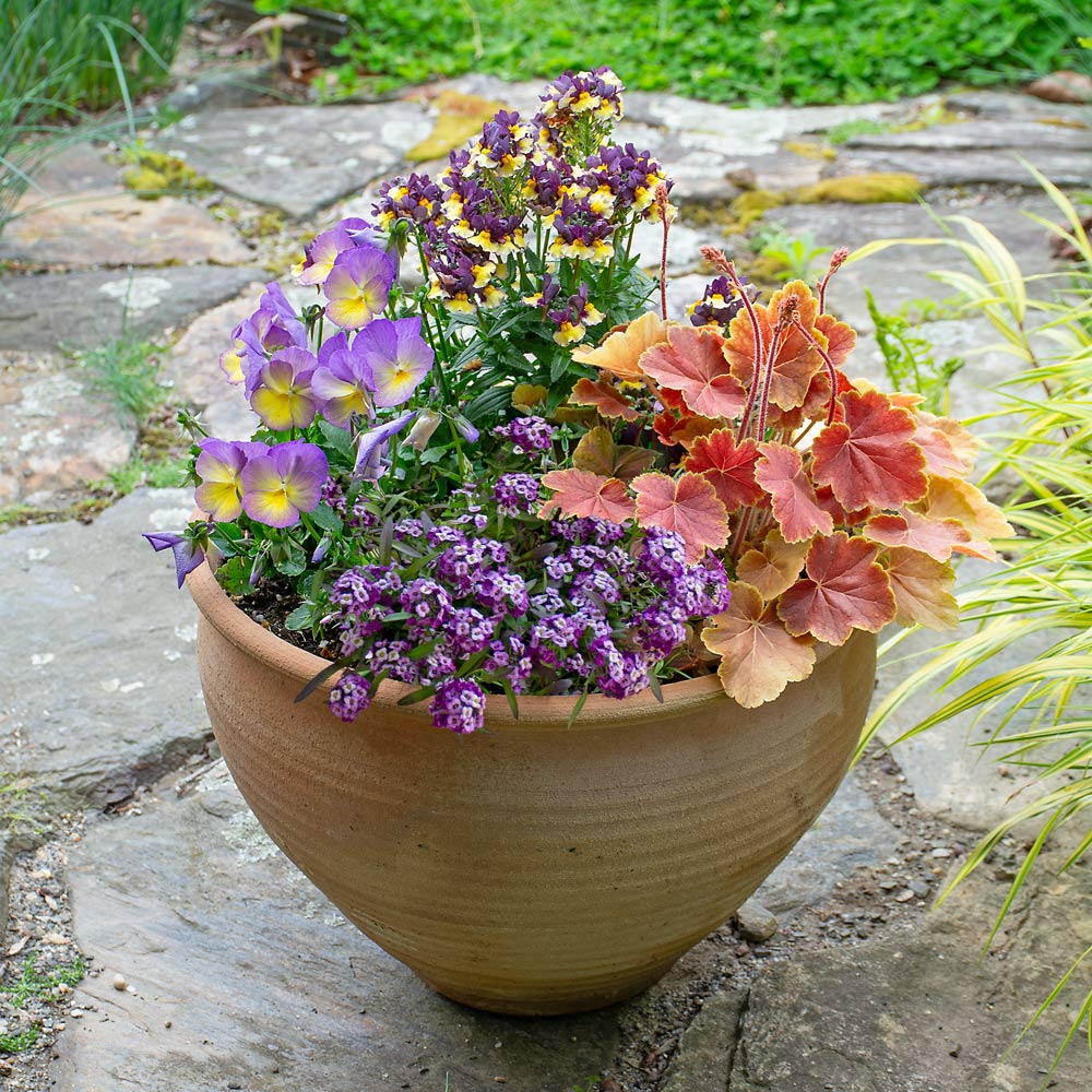 Eye Candy Spring Container Garden 2.0 