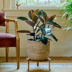  Burgundy Rubber Plant in Portland Pot