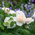  Rose Easy Elegance® Champagne Wishes