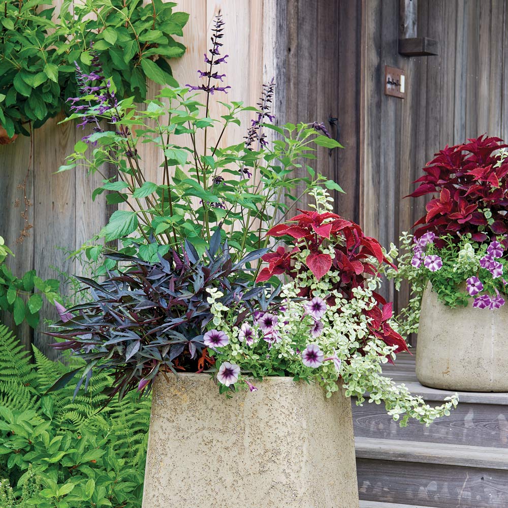 Pollinator Pleaser Container Garden