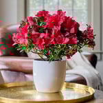  Red Azalea in white ceramic cachepot