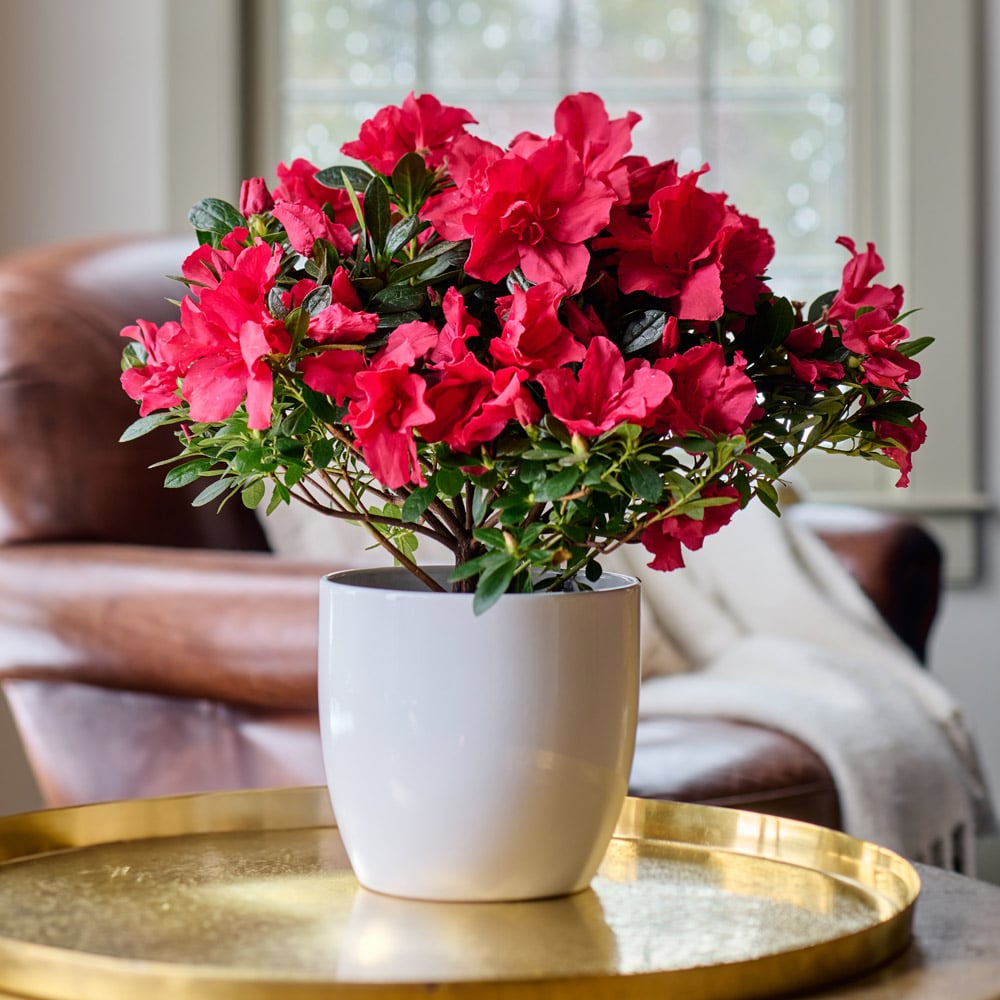 Red Azalea in white ceramic cachepot