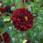  Dahlia 'La Recoleta'