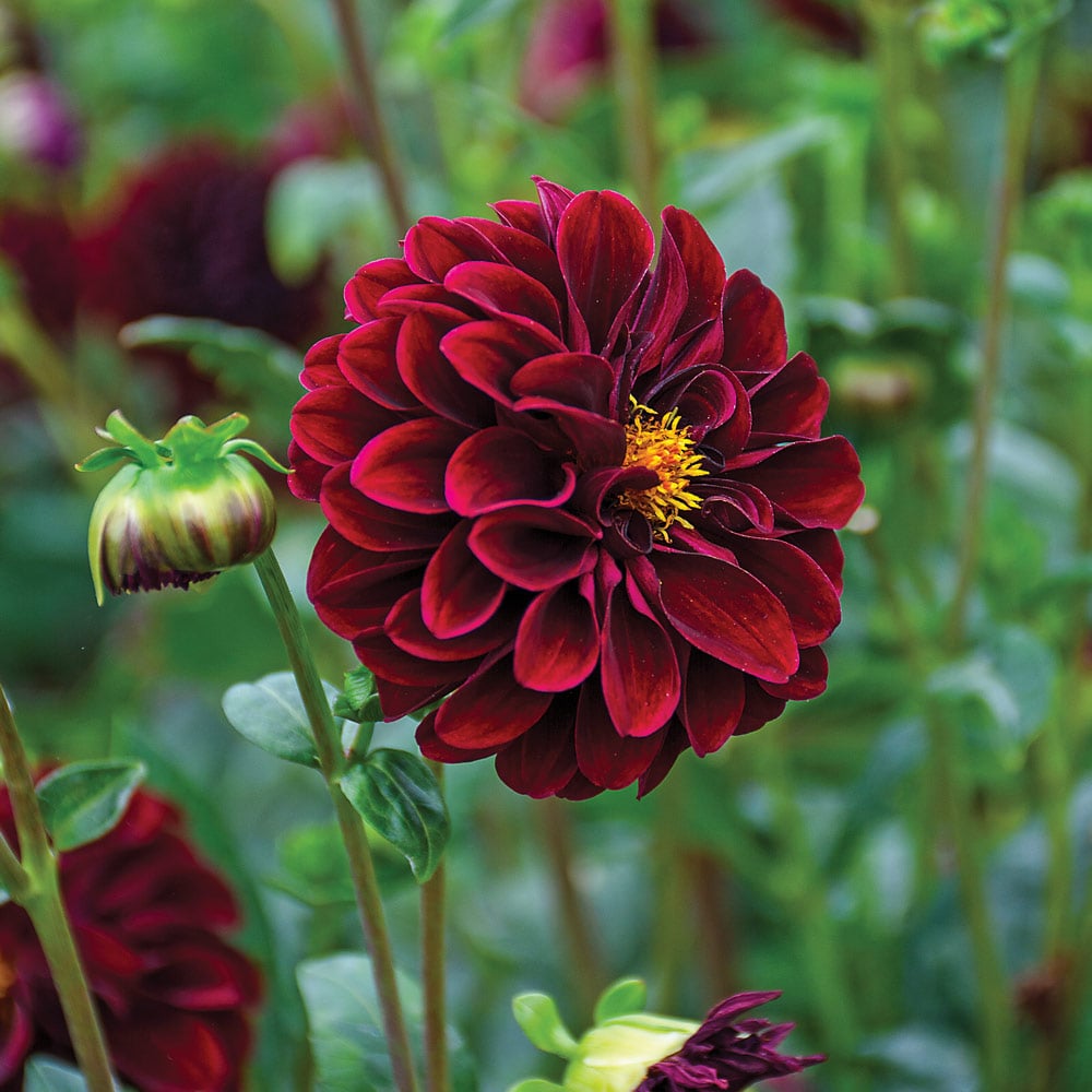 Dahlia 'La Recoleta'