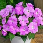  Impatiens SunPatiens® Compact Orchid Blush