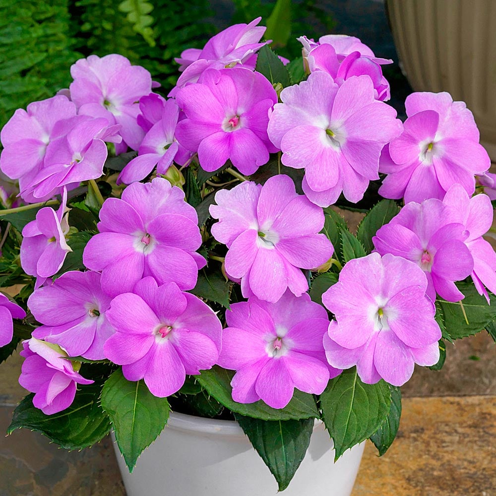 Impatiens SunPatiens® Compact Orchid Blush