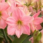  Amaryllis 'Sweet Star'