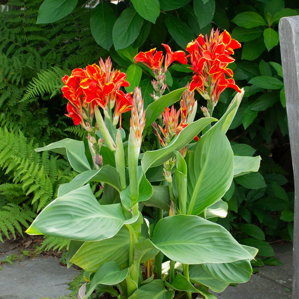 Canna Cannova® Red Golden Flame 