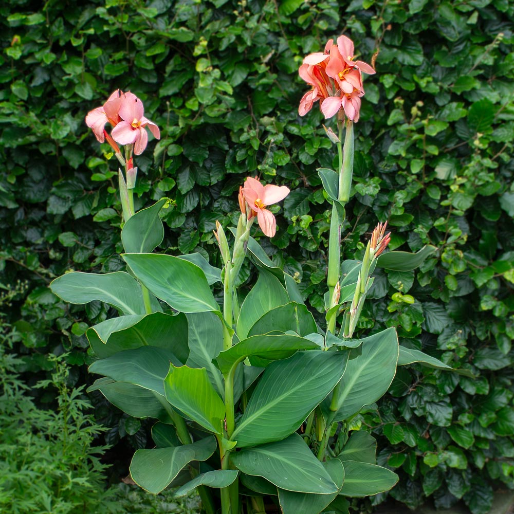 Canna Cannova® Mango