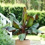  Ensete ventricosum 'Maurelii' - Ornamental Red Banana