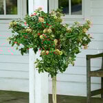  Lantana Confetti™ Topiary